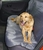 Pet Pro УНИВЕРСАЛЬНАЯ НАКИДКА на сиденье автомобиля Pet Pro УНИВЕРСАЛЬНАЯ НАКИДКА на сиденье автомобиля