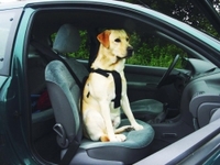 Pet Pro ШЛЕЯ В АВТОМОБИЛЬ для собак