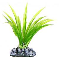 Aquatic Plants (Акватик Плэнтс) Аквариумное растение
